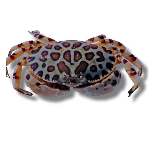 saltwater crabs for sale